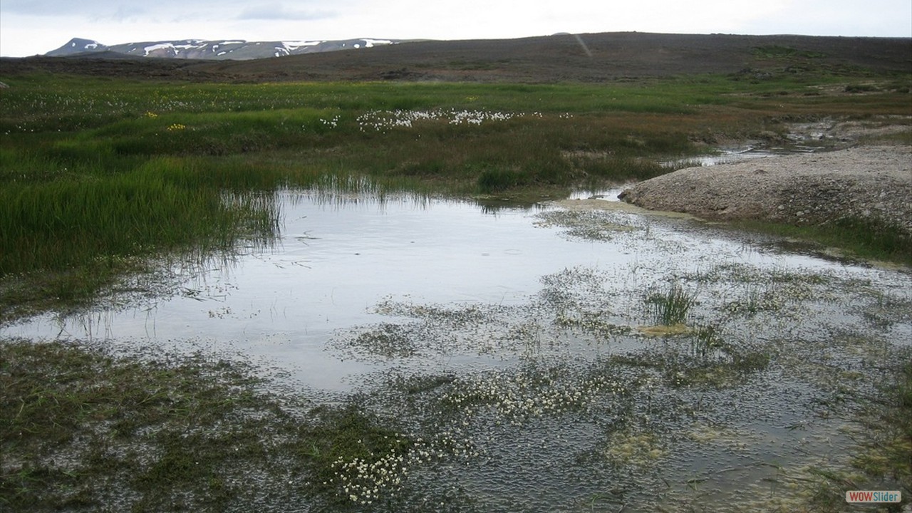 Island (20)