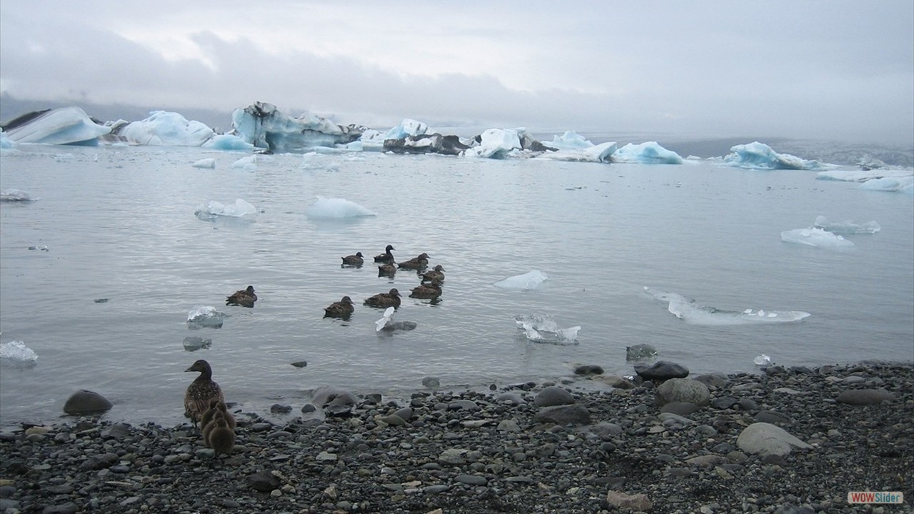 Island (34)