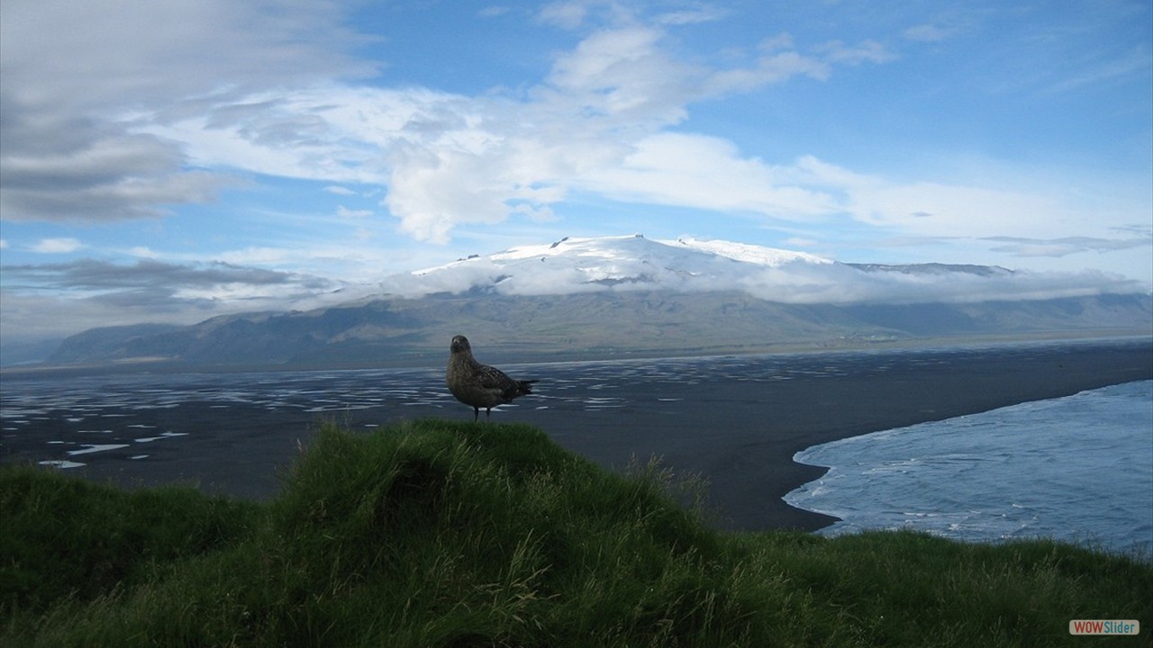 Island (40)