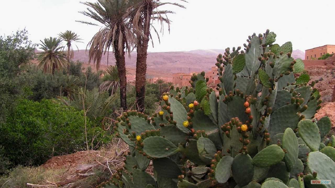 Maroc0226