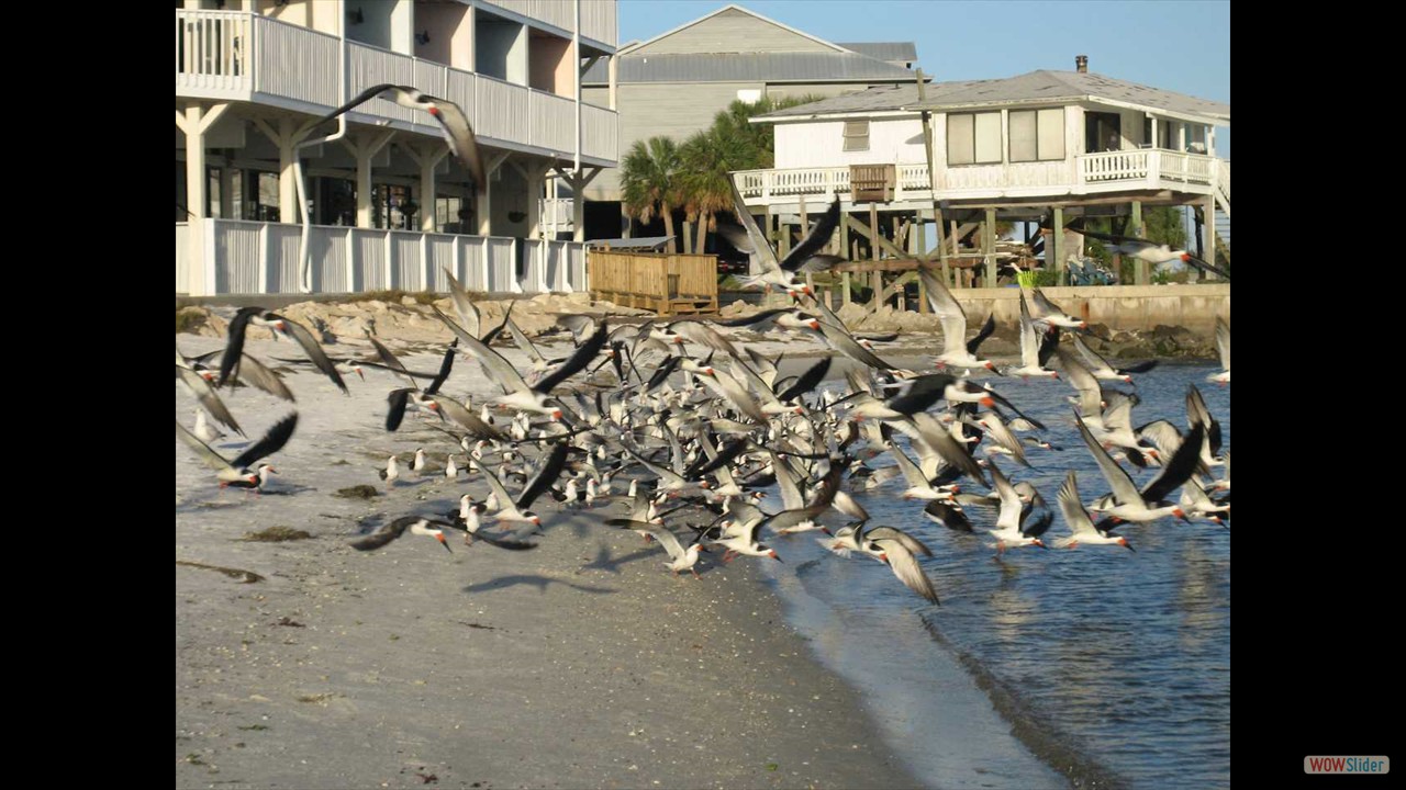 11n Cedar Key
